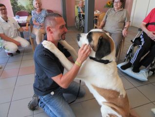Besuch von Bernhardiner-Hunden 